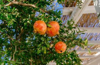 Xerolithia Guesthouse - Photo 47