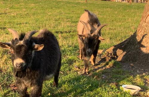 Ferienwohnung Süderfeld - Foto 21