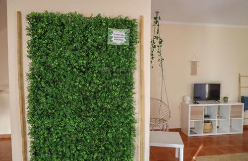 O DRAGOEIRO da Madalena! - Foto 12