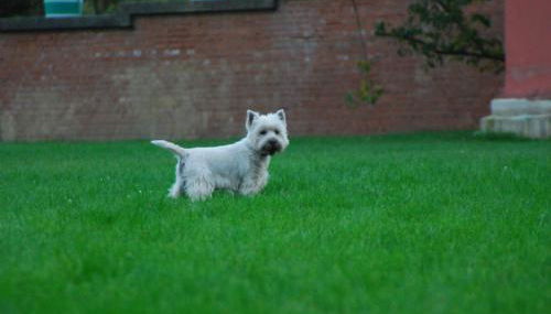 Ferienwohnungen Stricker - Foto 5