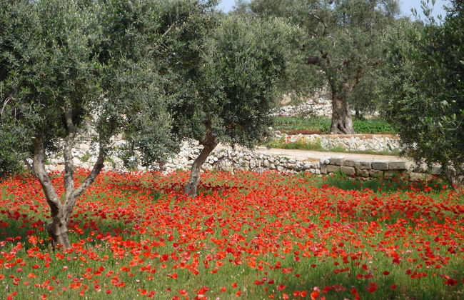 BioMasseria Santa Lucia - Photo 51