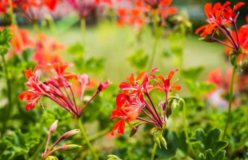 Apartamenty Black Lion - Foto 57