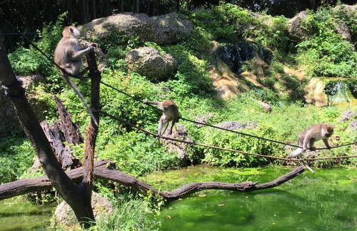 Serene Tiny House Retreat in Japanese Garden - Foto 69