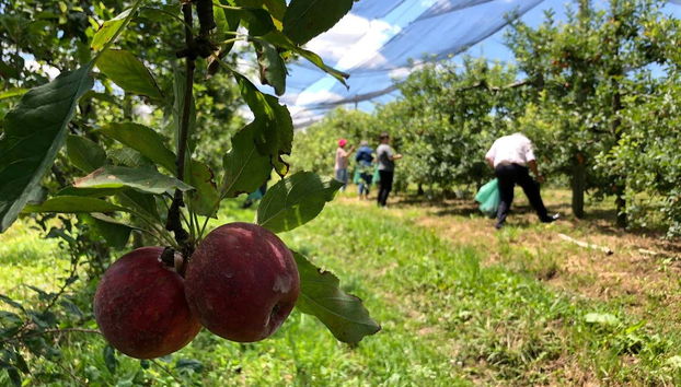 Visite sur le thème de la pomme dans São Joaquim - Photo 2