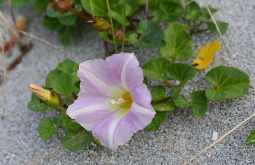 Pod Beag Beside the Sea, Isle of Eriskay - Foto 43