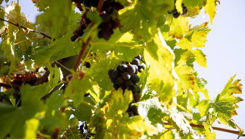 Villa Con Piscina Vista Mare - Foto 2