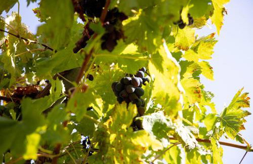 Villa Con Piscina Vista Mare - Foto 2