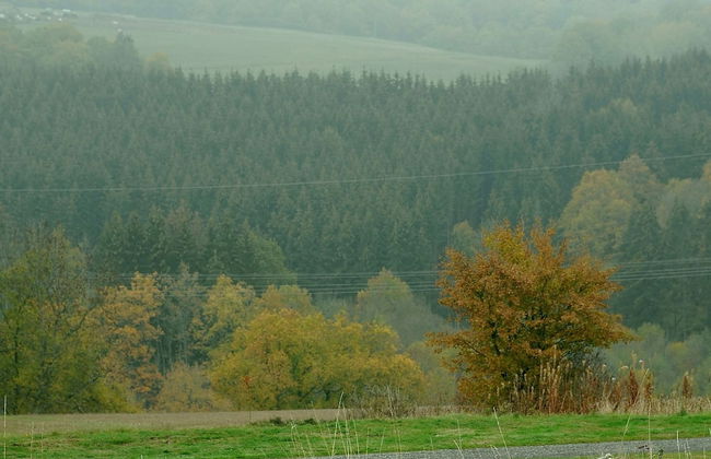 Chalet in Gerolstein Forest Holiday Park - Foto 21