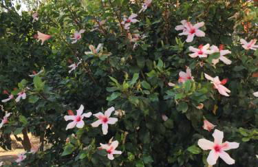 Livanina apartments - Foto 36