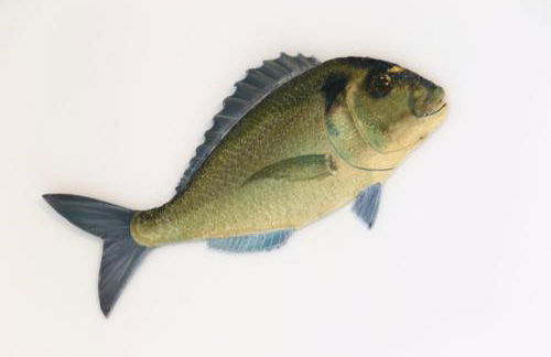 Mai senza Mare - Foto 17