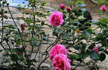 Thatched Cottage 2 Bed 2 Bath in Stour Provost near Shaftesbury and Longleat - Foto 20