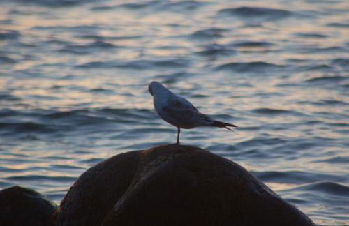 Ostsee-Ferienoase-2-Raum-App-Typ-3 - Foto 15