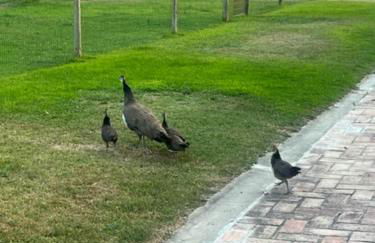 Monte do Lago, Pegões - Foto 73