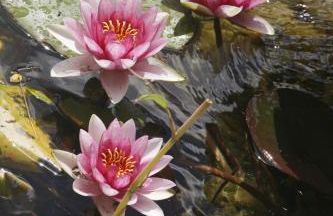 Hort de L'Aubert - Foto 14