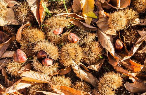 Casa Rural Castillo JABUGO - Foto 37