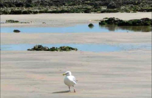 Appartement Veules roses , la cressonnière: « Veules & Victor « - Foto 61