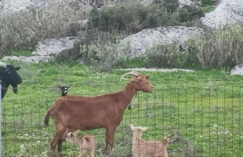 LEMON TREE GARDEN near Mirtos beach - Foto 18