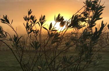 Willow Barn luxury countryside accommodation in Bury St Edmunds - Foto 35