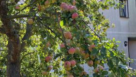 Fischer un sin Fru - Foto 2