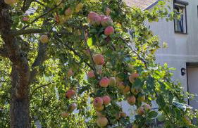 Fischer un sin Fru - Foto 2