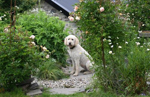 Bro Deg - Moylegrove - Foto 13