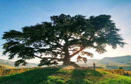 Agrisuite Il Cedro - Photo 47