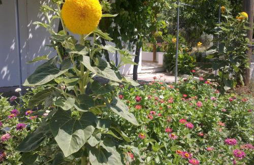 Studios Calvinos - Foto 14