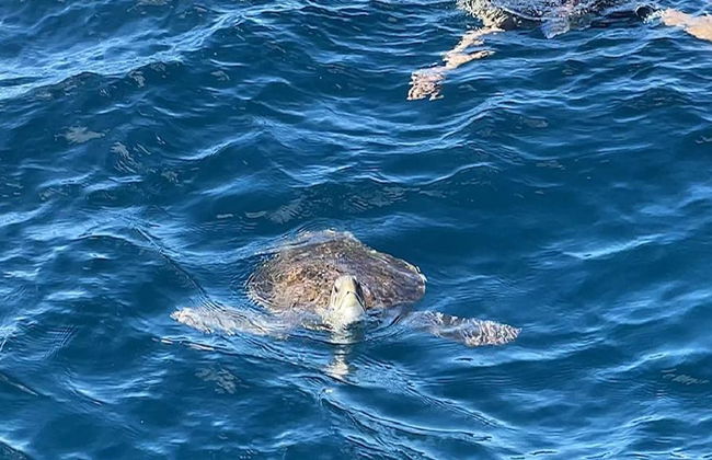 Wal-, Delfin- und Schildkrötenbeobachtungstouren - Foto 1