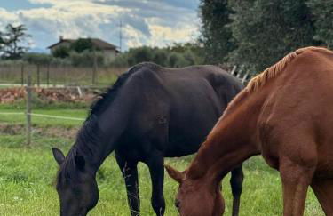 Ca' dei lecci - Foto 1