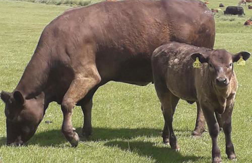 Lucea Cottage - Foto 33