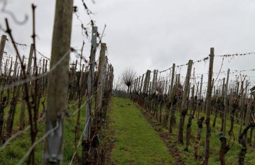 Ferienhaus Moselblick mit kostenfreien ÖPNV-Ticket - Foto 27