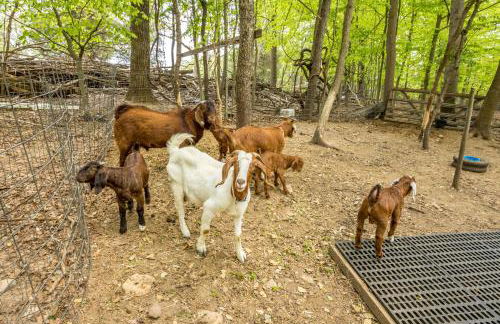 Watch Deer from a Farm Cottage - Foto 43