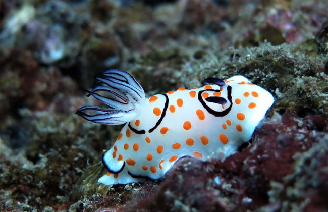 Excursión a la isla de James Bond, Koh Yao e isla Hong en barco - Foto 7
