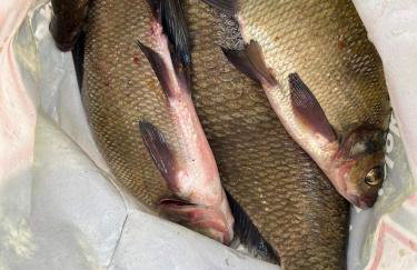 Nini House Swietajno - Foto 35