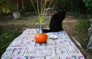 Pinnettu sardo tipica abitazione sarda in ecosistema insetti e animaletti simpatici in condivisione bagno esterno a 10metri Leggere attentamente Prima di prenotare - Foto 75