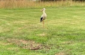 Wigierska Piertówka - Foto 27