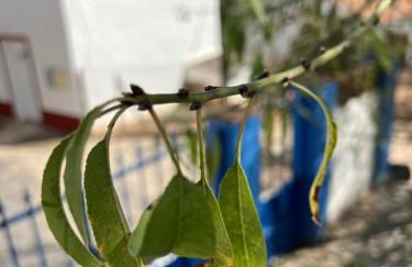 Casa da Eira - Foto 46