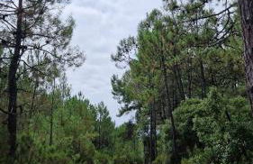 Hourtin Vibes - Appartement 4 à 6 personnes à 150m de la plage - 2 chambres et mezzanine - Foto 17