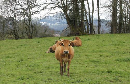 Casa de Aldea en el concejo de Nava, en el centro de Asturias - Foto 38