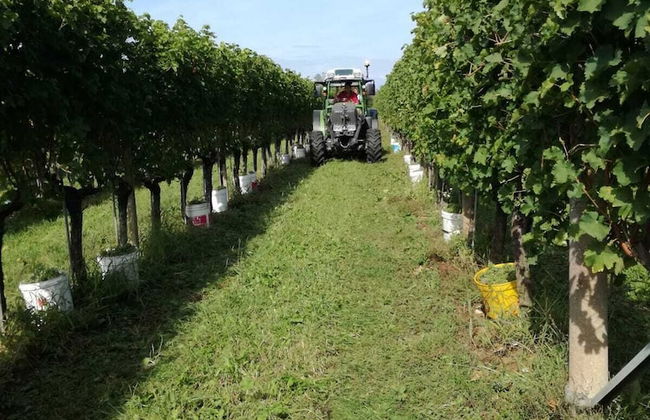 Agriturismo Tonutti - Foto 20