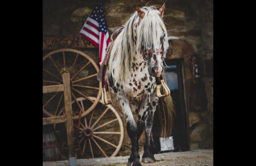 Ranch du Haut-Languedoc - Foto 25