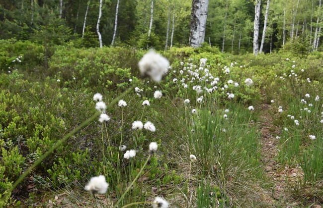 Attractive Apartment in Haidmuhle - Foto 16