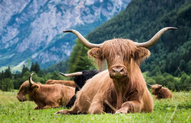 Shepperd Miha's House Private Ski Area - Foto 13