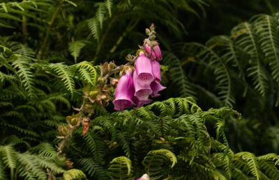 Countryside Farm Pod on Isle of Seil - A - Foto 19