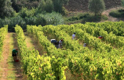 Villa Venti - Craft Wine & Hospitality - Foto 51