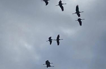 Domaine la Boulinière - La Biche - Foto 13