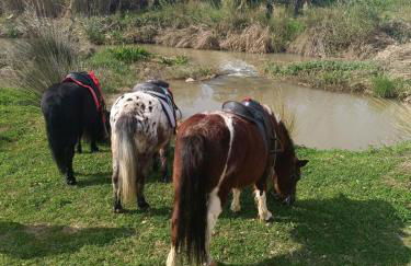 El laurel y el limonero. - Foto 41
