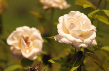 Luxury Estate on 10 Acres - Foto 36