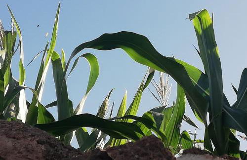 Finca Las Tapias, Casa Mañé - Foto 50