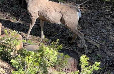Cozy Sequoia Forest Cabin near Lake Isabella - Foto 38
